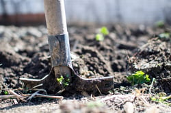 agriculture-backyard-blur-close-up-296230